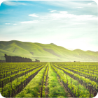 Why is hair dry and frizzy? Causes, symptoms and treatment